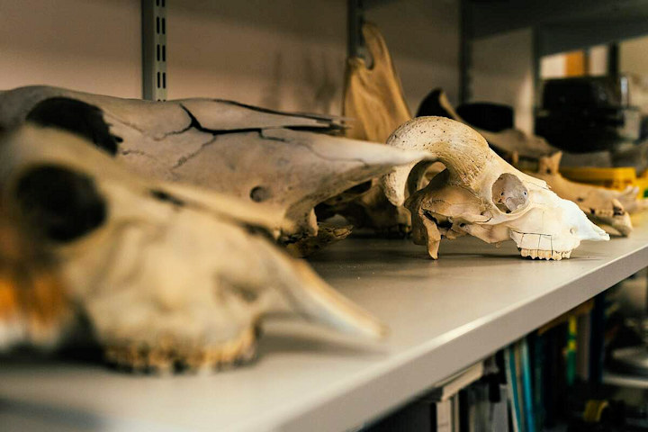Animal skulls at the University of York zooarchaeology lab